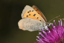 06-6497 Small Copper (Lycaena phlaeas) on Thistle Head